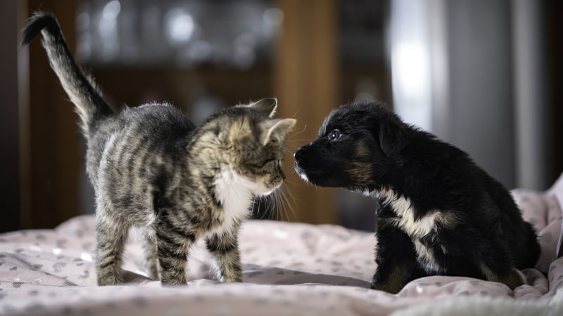 A little puppy sitting on a bed sniffs a kitten he sees for the first time