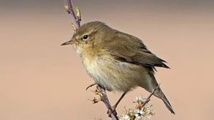 Naturefile - chiffchaff show image