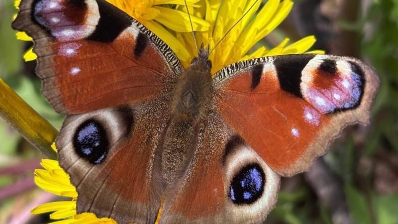 Péacóg ar chaisearbhán, a bhfuil an dá cheann acu fairsing an tráth seo bliana