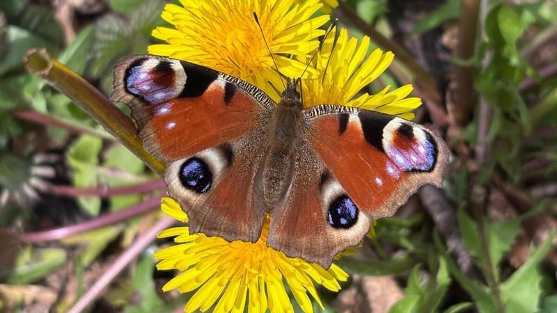 Péacóg ar chaisearbhán a bhfuil an dá cheann acu fairsing an tráth seo bliana