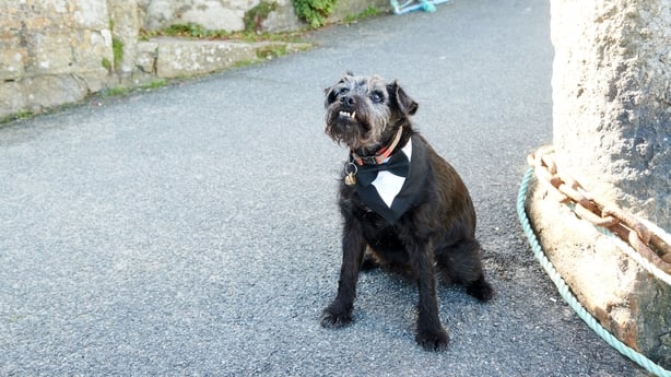 Ted in Mousehole Harbour, Cornwall Photo:BBC/Owl Power/Tom Jackson