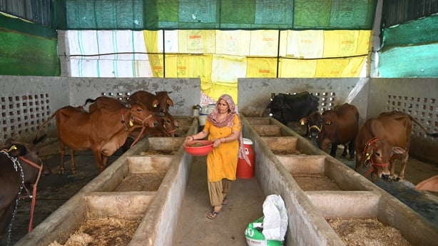 a woman is pictured in a large cow shed with several cows in stalls