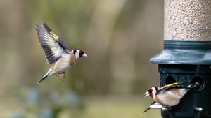 People urged not to feed birds in garden during summer months show image