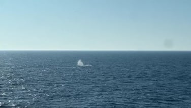 Watch: Humpback whale stranded in Germany released into North Sea