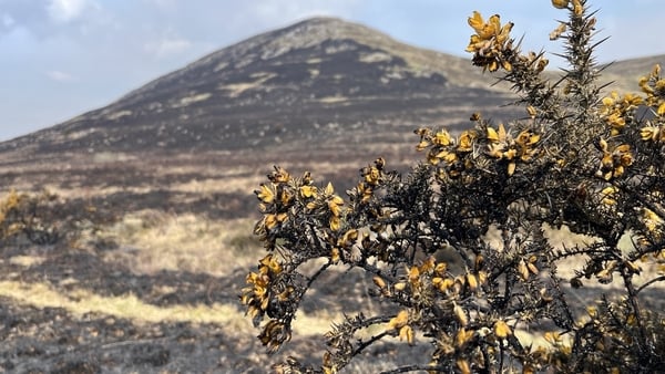 Wildfire damage in the Mourne Mountains