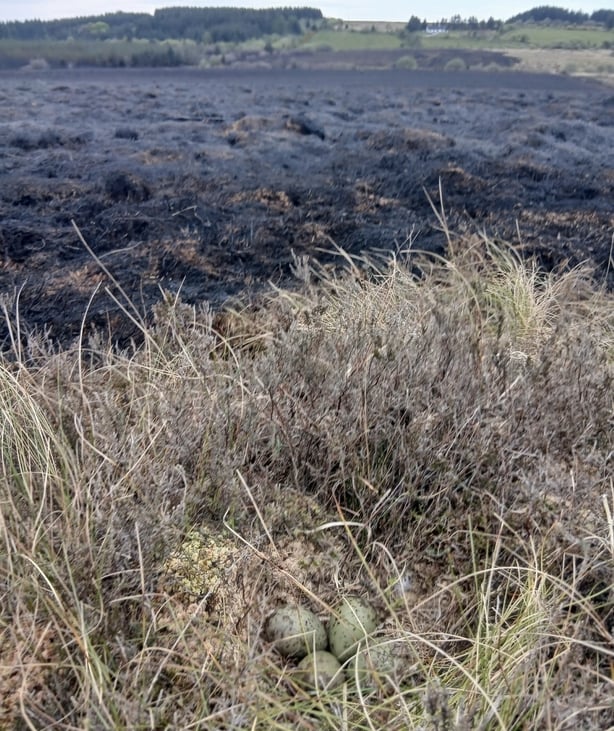 Abandoned Curlew eggs at burn line in Slieve Beagh