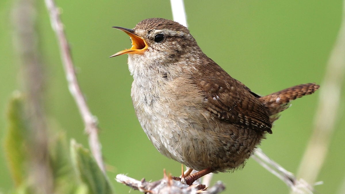The Dawn Chorus: Part 1