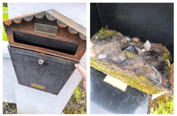 Letter Nest Box - Dawn Chorus