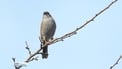 International Dawn Chorus Day celebrated