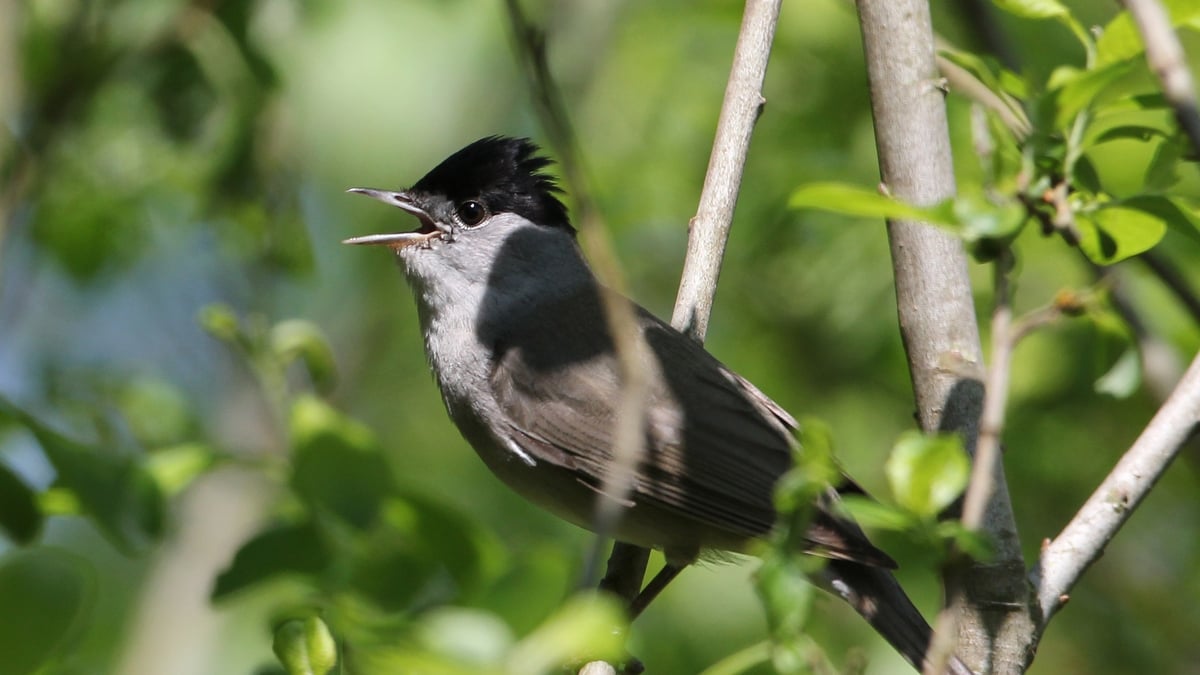 The Dawn Chorus: Part 3