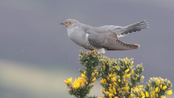 Cuckoo-Cushbawn-May 2024