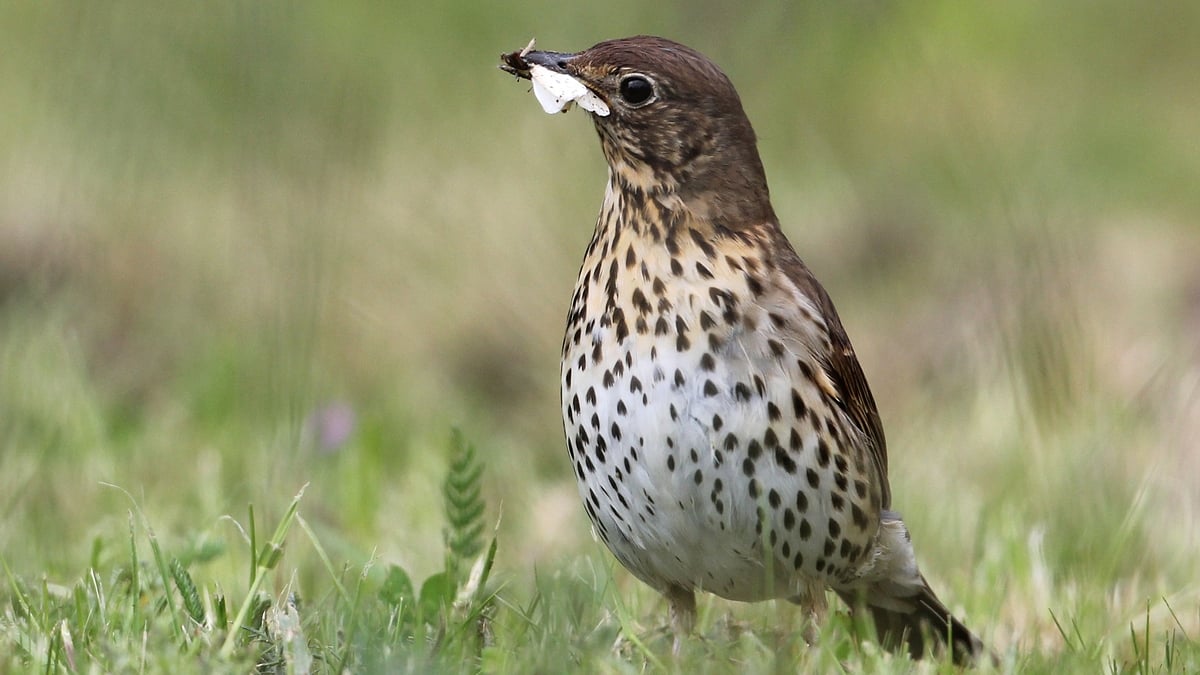 The Dawn Chorus: Part 6