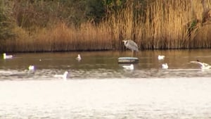 Nature On One: Talking Birds (11/05/26) show image
