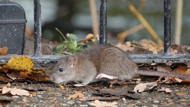 A brown rat looking for food in a park