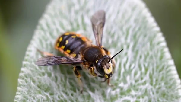 garden bee