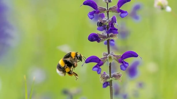 Buff-tailed bumblebee on salvia (Dave Goulson/PA)