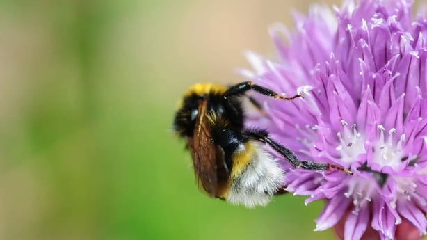 Southern cuckoo bumblebee