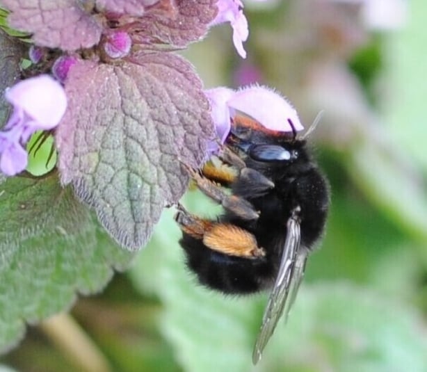 hairy footed bumblebee