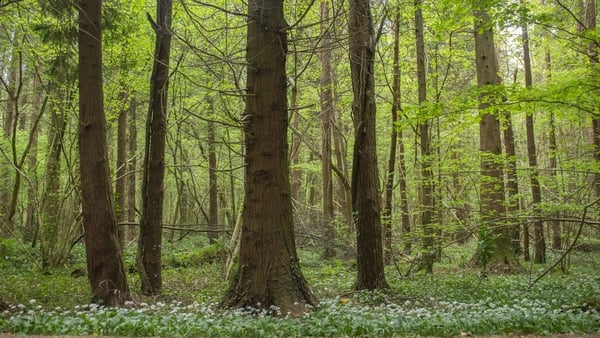 Wild garlic growing in spring in a forest in County Roscommon