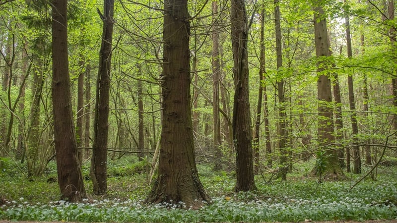 Forestry sector seeks minister to replace Healy-Rae
