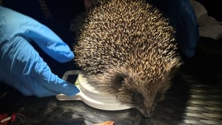 Hedgehogs fitted with GPS trackers in Northern Ireland