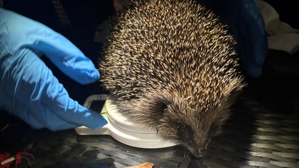 Undated handout photo issued by Ulster Wildlife of a tracker and a hedgehog