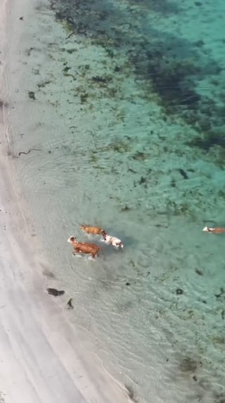 Did you know cows are naturally good swimmers?