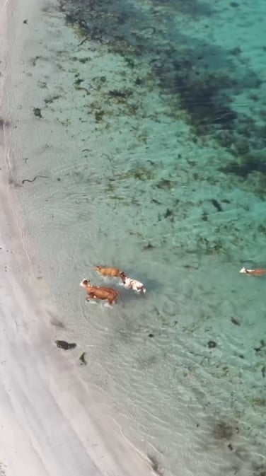 Did you know cows are naturally good swimmers?