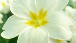 Naturefile - Primroses show image
