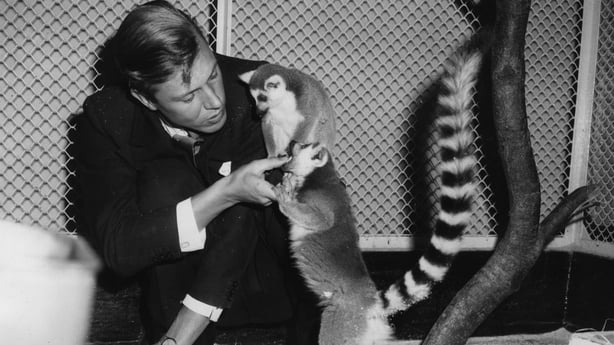 English naturalist and broadcaster David Attenborough with two ring-tailed lemurs during a Christmas lecture at London zoo. (Photo by Keystone/Getty Images)