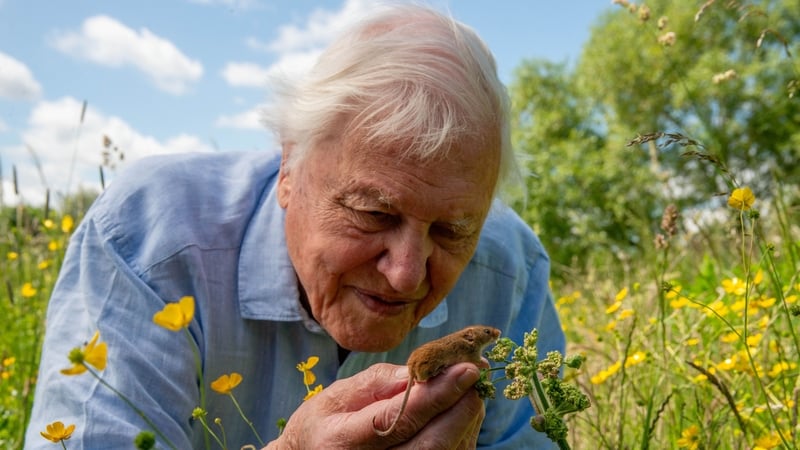 David Attenborough holding a shrew in a field