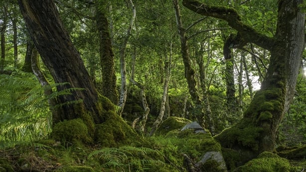 Primeval forest, Killarney National Park, Muckross, Kerry, Ireland