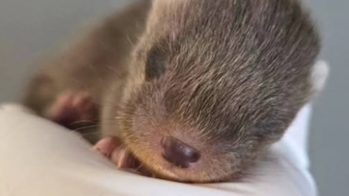 Ireland's first full-time wildlife vet