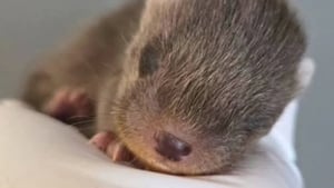 Ireland's first full-time wildlife vet show image