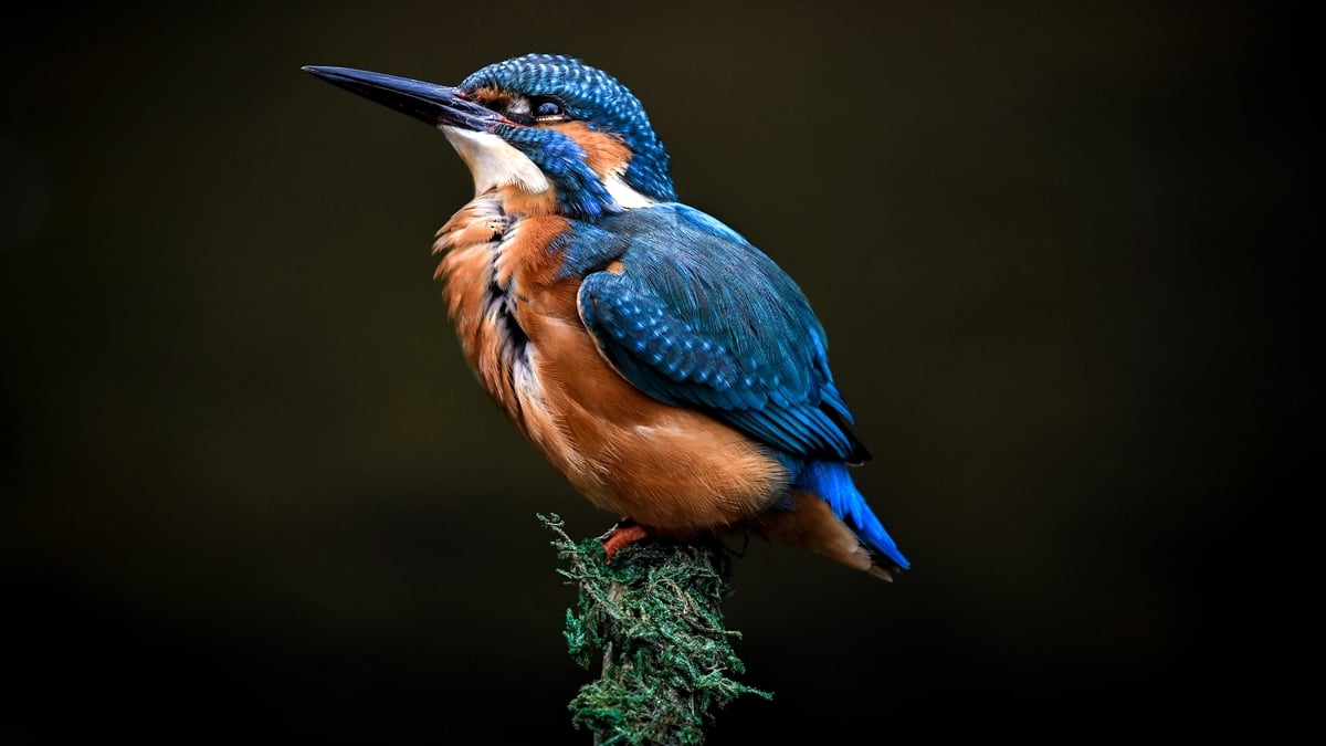 An avian treat