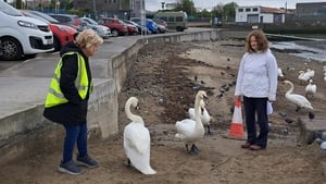 Restoring swans in Bray harbour show image
