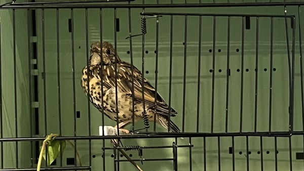 Bird in a cage