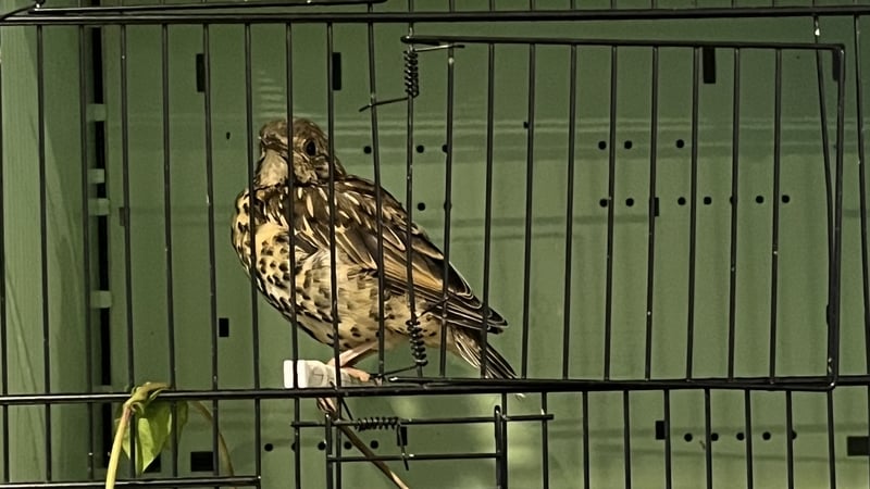 Kildare wildlife rescue calls for nationwide service