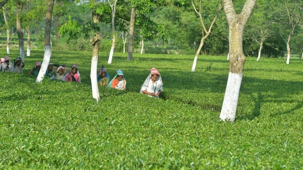 Female tea garden workers of Mohurgong Tea Garden return to weigh the plucked tea leaves at the tea factory premises in the Sukna village area on the outskirts of Siliguri, India, on May 8, 2026. (Photo by Diptendu Dutta/NurPhoto)