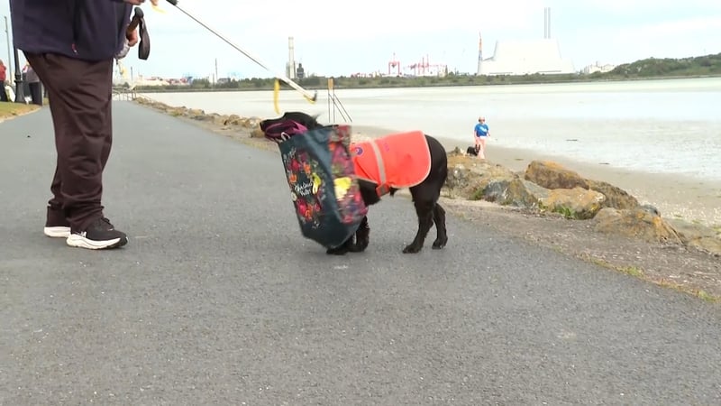 Watch: Sally the litter-picking dog from Dublin