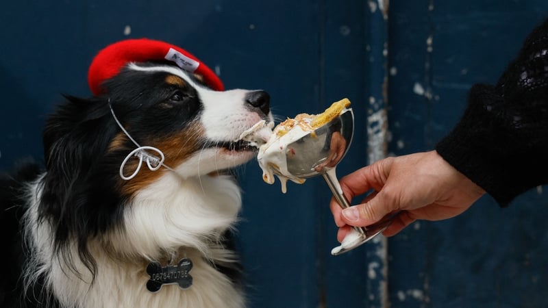 Image shows a black and white dog wearing a red beret hat, eating a creamy treat from a silver chalice.