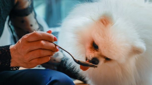 Image shows a woman's hand holding a spoon that a small, white fluffy dog is licking.