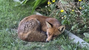 Jodie O'Regan - Urban Fox Survey show image