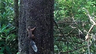 Trail Cam: Red Squirrels - the stars of the Ecolution Podcast