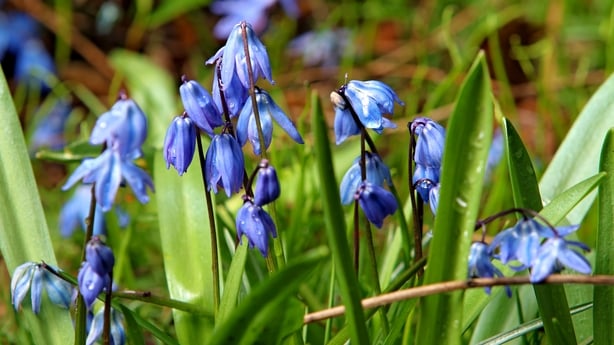 Spanish bluebells (Hyacinthoides hispanica) are seen in a field of grass after a light rain shower in Brampton, Ontario, on April 19, 2026. (Photo by Mike Campbell/NurPhoto)