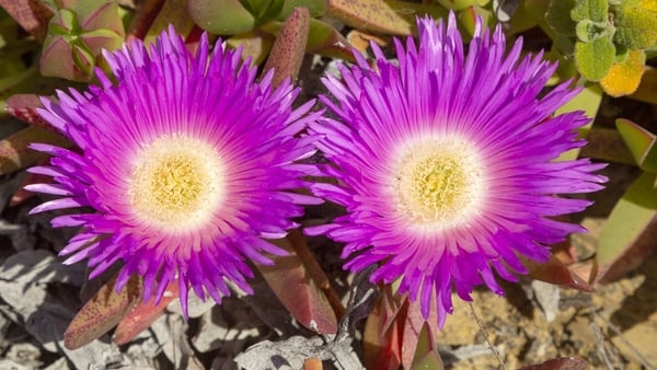 Pink purple flower of Carpobrotus edulis, a ground-creeping plant with succulent leaves native to South Africa. Also known as Hottentot-fig, ice plant, highway ice plant or pig face and in South Africa as the sour fig. Now naturalized along the Atlantic c