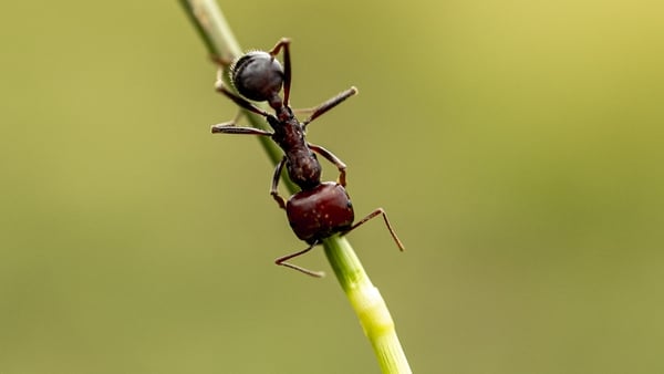 A giant African harvester ant walks along a stalk of grass in Silole sanctuary in Kajiado