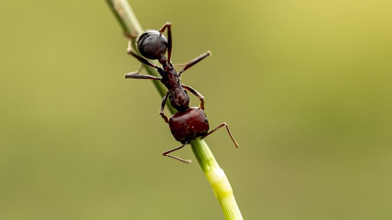 A giant African harvester ant walks along a stalk of grass in Silole sanctuary in Kajiado