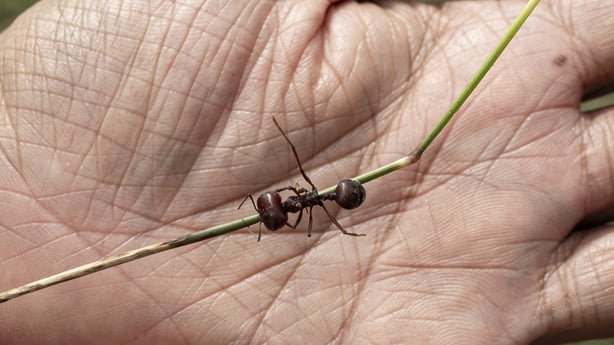 Entomologist Dr Dino Martins, holds a giant African harvester ant, in Silole sanctuary