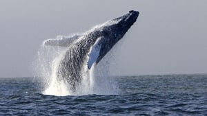 Mooney Goes Wild Monday May 18th 2026 show image